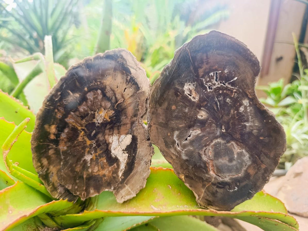 Polished Dadoxylon Petrified Wood Slices x 5 From Gokwe, Zimbabwe - Toprock Gemstones and Minerals 