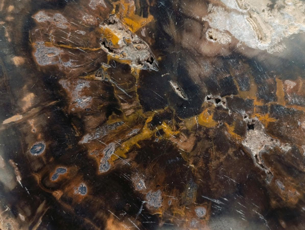 Polished Dadoxylon Petrified Wood Slices x 5 From Gokwe, Zimbabwe - Toprock Gemstones and Minerals 