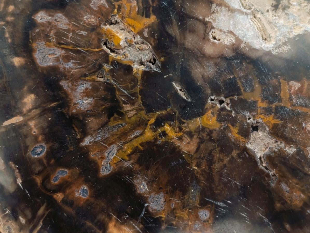 Polished Dadoxylon Petrified Wood Slices x 5 From Gokwe, Zimbabwe - Toprock Gemstones and Minerals 