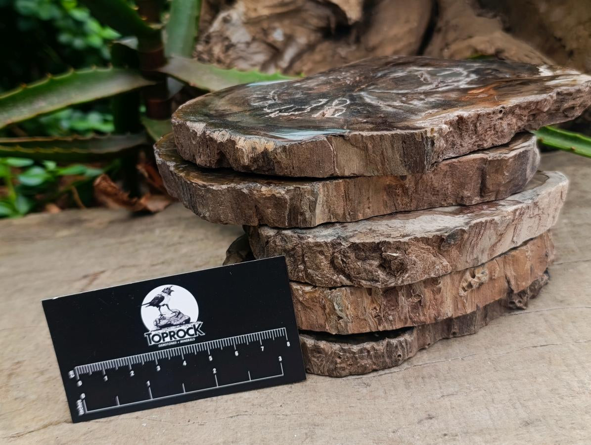 Polished Dadoxylon Petrified Wood Slices x 5 From Gokwe, Zimbabwe - Toprock Gemstones and Minerals 