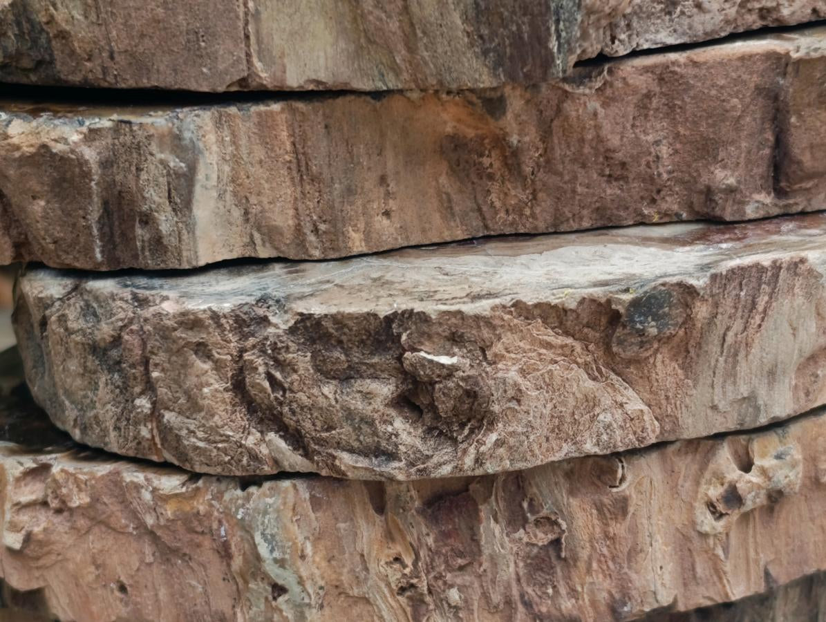 Polished Dadoxylon Petrified Wood Slices x 5 From Gokwe, Zimbabwe - Toprock Gemstones and Minerals 