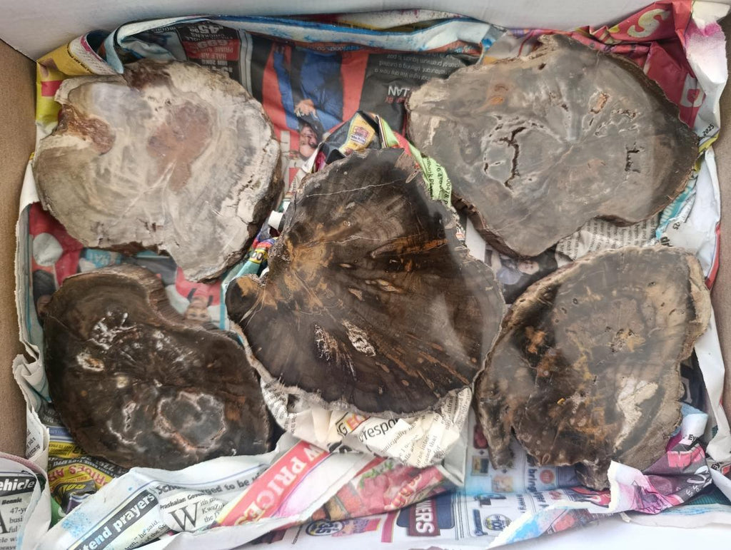 Polished Dadoxylon Petrified Wood Slices x 5 From Gokwe, Zimbabwe - Toprock Gemstones and Minerals 