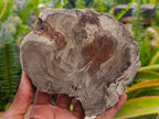Polished Dadoxylon Petrified Wood Slices x 5 From Gokwe, Zimbabwe - Toprock Gemstones and Minerals 