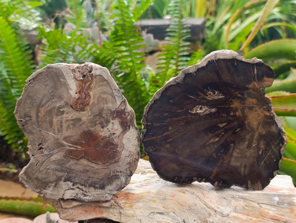 Polished Dadoxylon Petrified Wood Slices x 5 From Gokwe, Zimbabwe - Toprock Gemstones and Minerals 