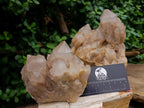 Natural Smokey Phantom Quartz Clusters x 2 From Luena, Congo - Toprock Gemstones and Minerals 