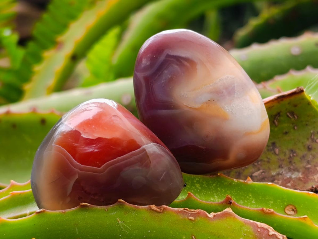 Polished Red Shashe River Agate Galets x 70 From Shashe River, Zimbabwe - Toprock Gemstones and Minerals 