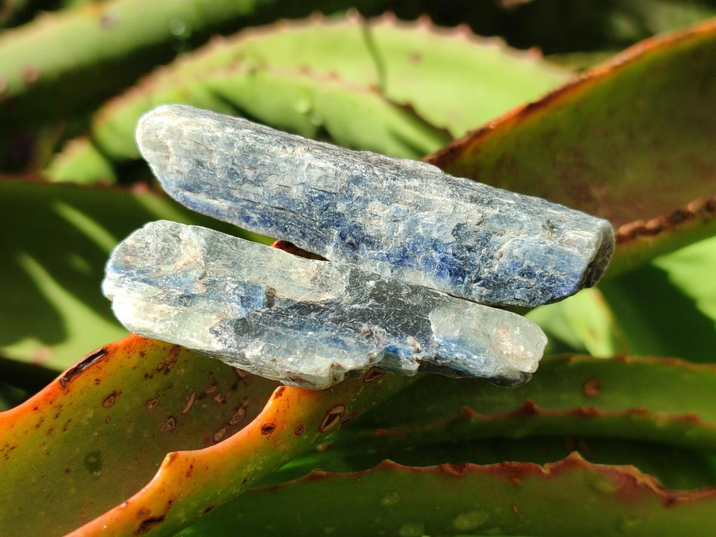 Natural Kyanite Crystals x 1.95 Kg Lot From Karoi, Zimbabwe - Toprock Gemstones and Minerals 