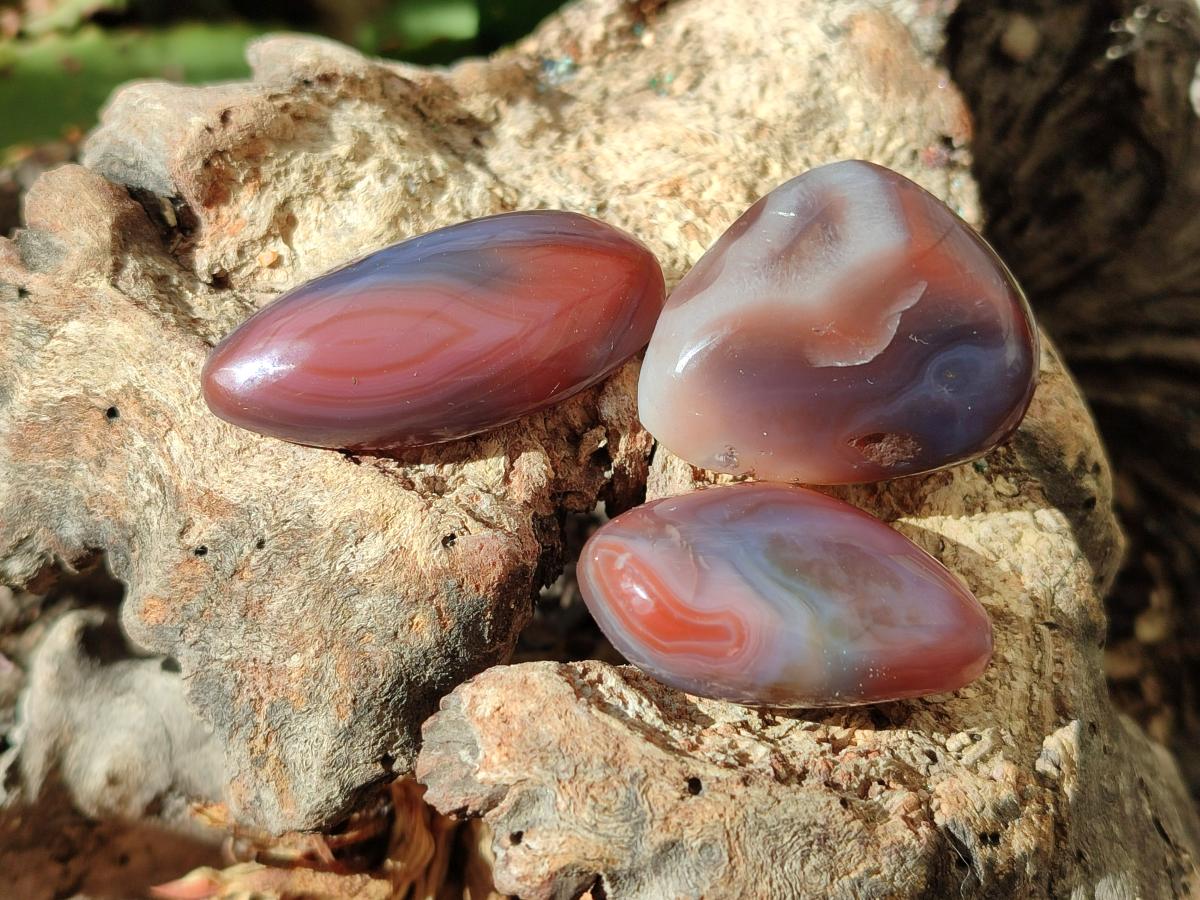 Polished Red Shashe River Agate Free Forms x 70 From Shashe River, Zimbabwe - Toprock Gemstones and Minerals 