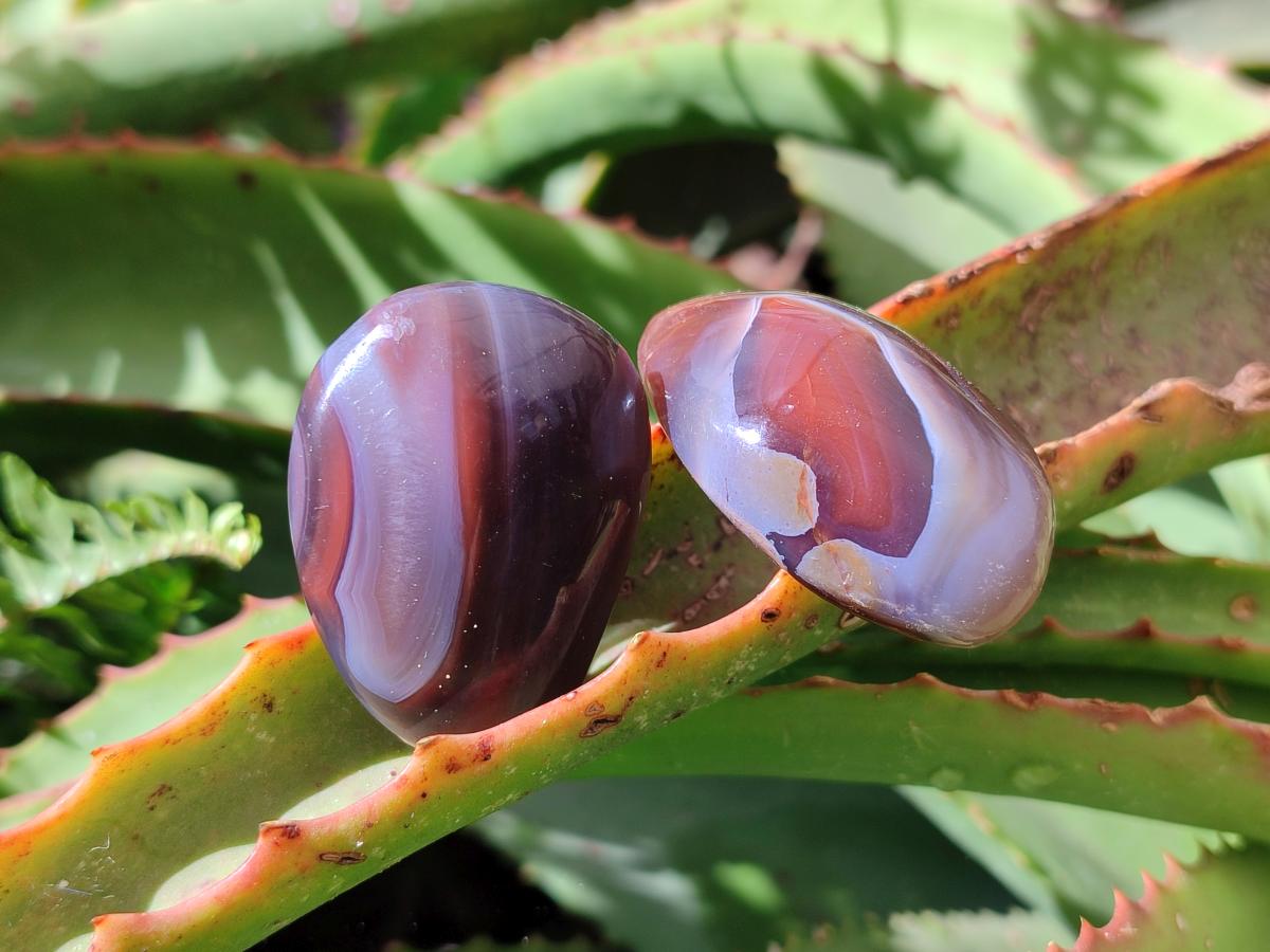 Polished Red Shashe River Agate Free Forms x 70 From Shashe River, Zimbabwe - Toprock Gemstones and Minerals 