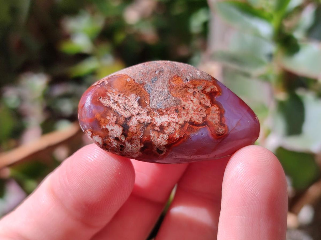 Polished Red Shashe River Agate Free Forms x 70 From Shashe River, Zimbabwe - Toprock Gemstones and Minerals 