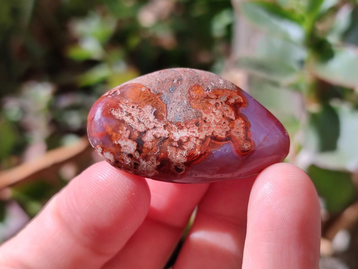 Polished Red Shashe River Agate Free Forms x 70 From Shashe River, Zimbabwe - Toprock Gemstones and Minerals 