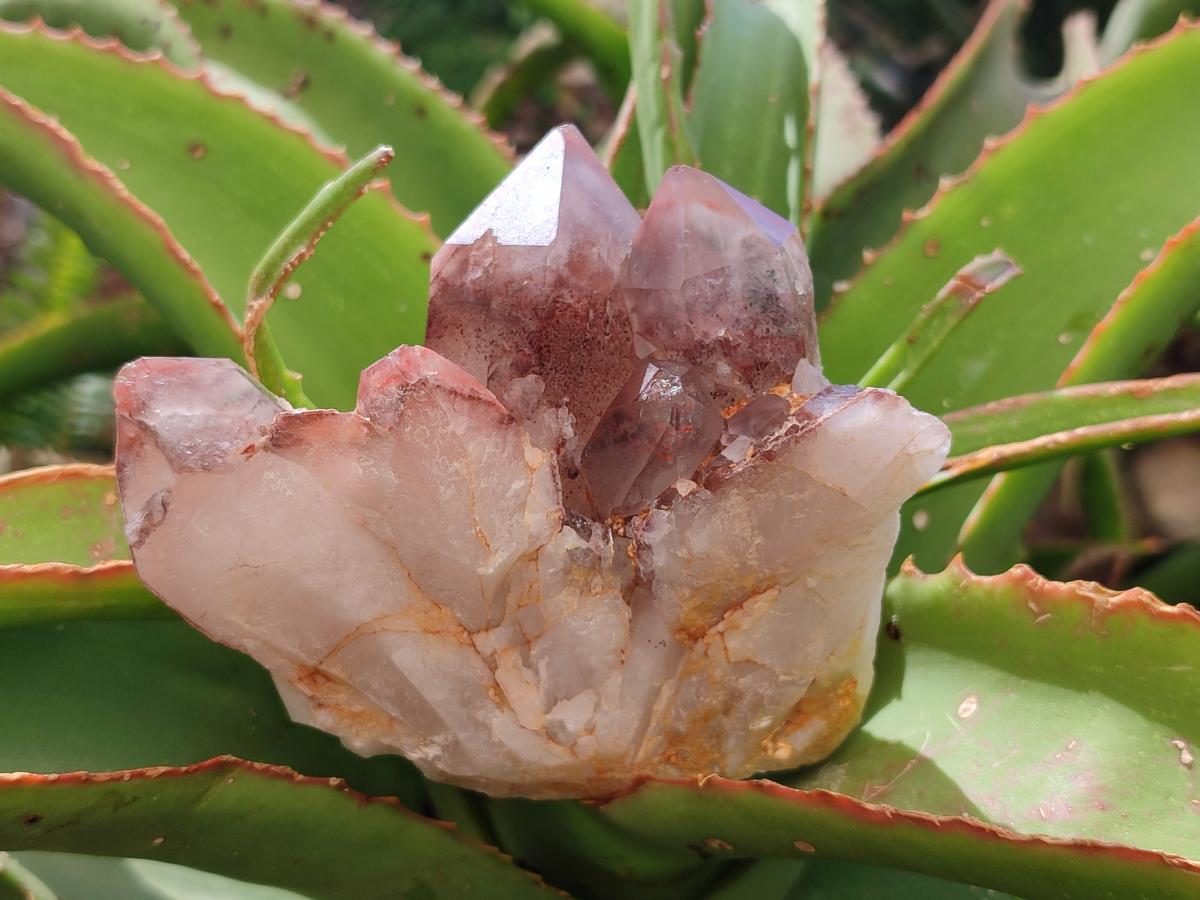 Natural Red Hematoid Quartz Crystal Clusters x 4 From Karoi, Zimbabwe - Toprock Gemstones and Minerals 