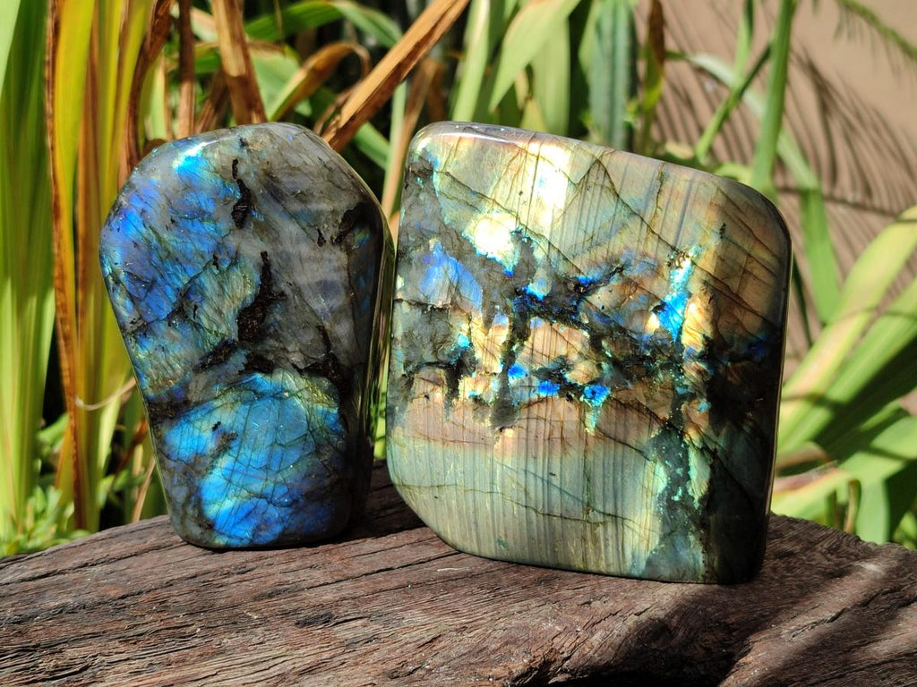 Polished Labradorite Standing Free Forms x 2 From Madagascar - Toprock Gemstones and Minerals 