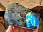 Polished Labradorite Standing Free Forms x 2 From Madagascar - Toprock Gemstones and Minerals 