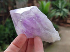 Natural Jacaranda Amethyst Single Crystals x 12 From Mumbwa, Zambia - Toprock Gemstones and Minerals 