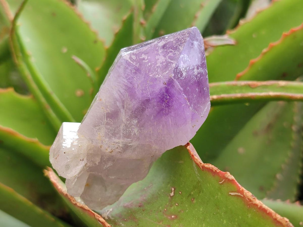 Natural Jacaranda Amethyst Single Crystals x 12 From Mumbwa, Zambia - Toprock Gemstones and Minerals 