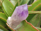 Natural Jacaranda Amethyst Single Crystals x 12 From Mumbwa, Zambia - Toprock Gemstones and Minerals 