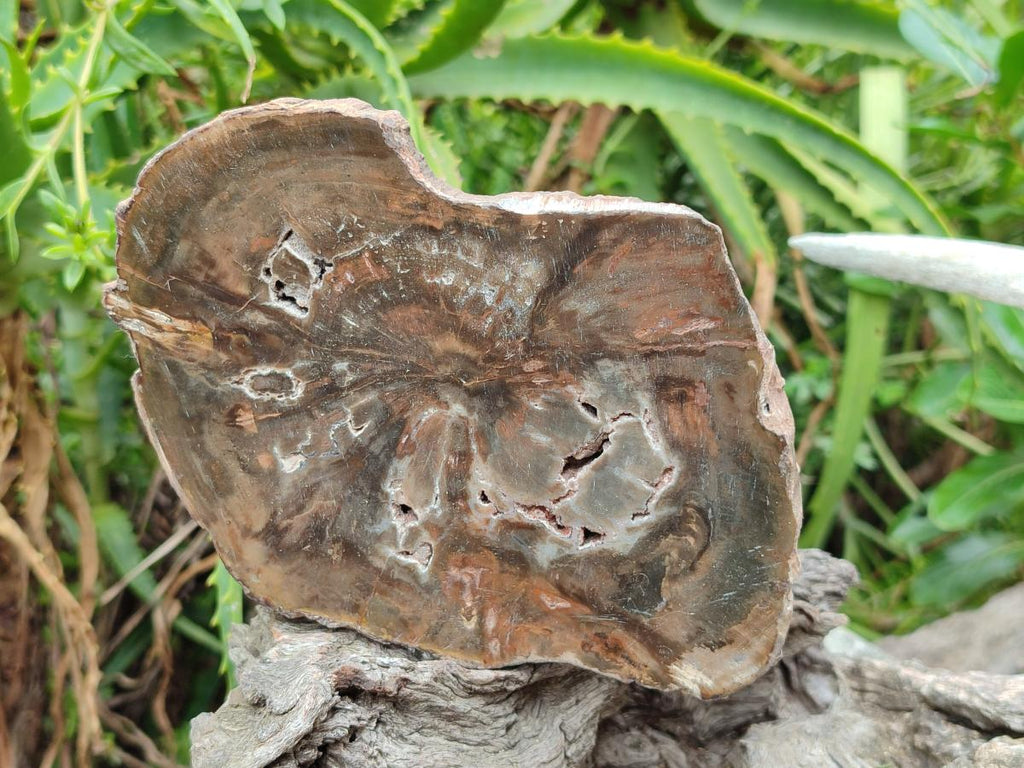 Polished Dadoxylon Petrified Wood Slices x 5 From Gokwe, Zimbabwe - Toprock Gemstones and Minerals 