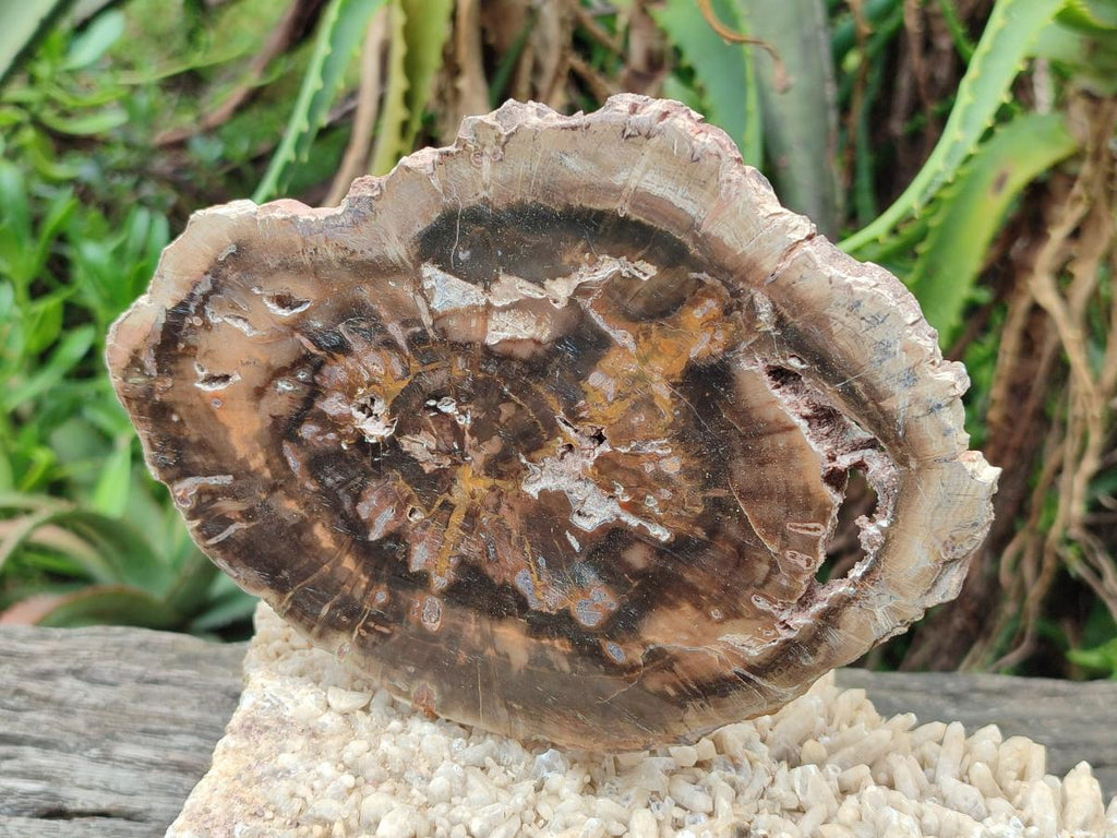 Polished Dadoxylon Petrified Wood Slices x 5 From Gokwe, Zimbabwe - Toprock Gemstones and Minerals 