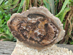 Polished Dadoxylon Petrified Wood Slices x 5 From Gokwe, Zimbabwe - Toprock Gemstones and Minerals 