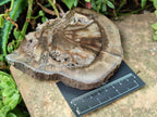 Polished Dadoxylon Petrified Wood Slices x 5 From Gokwe, Zimbabwe - Toprock Gemstones and Minerals 