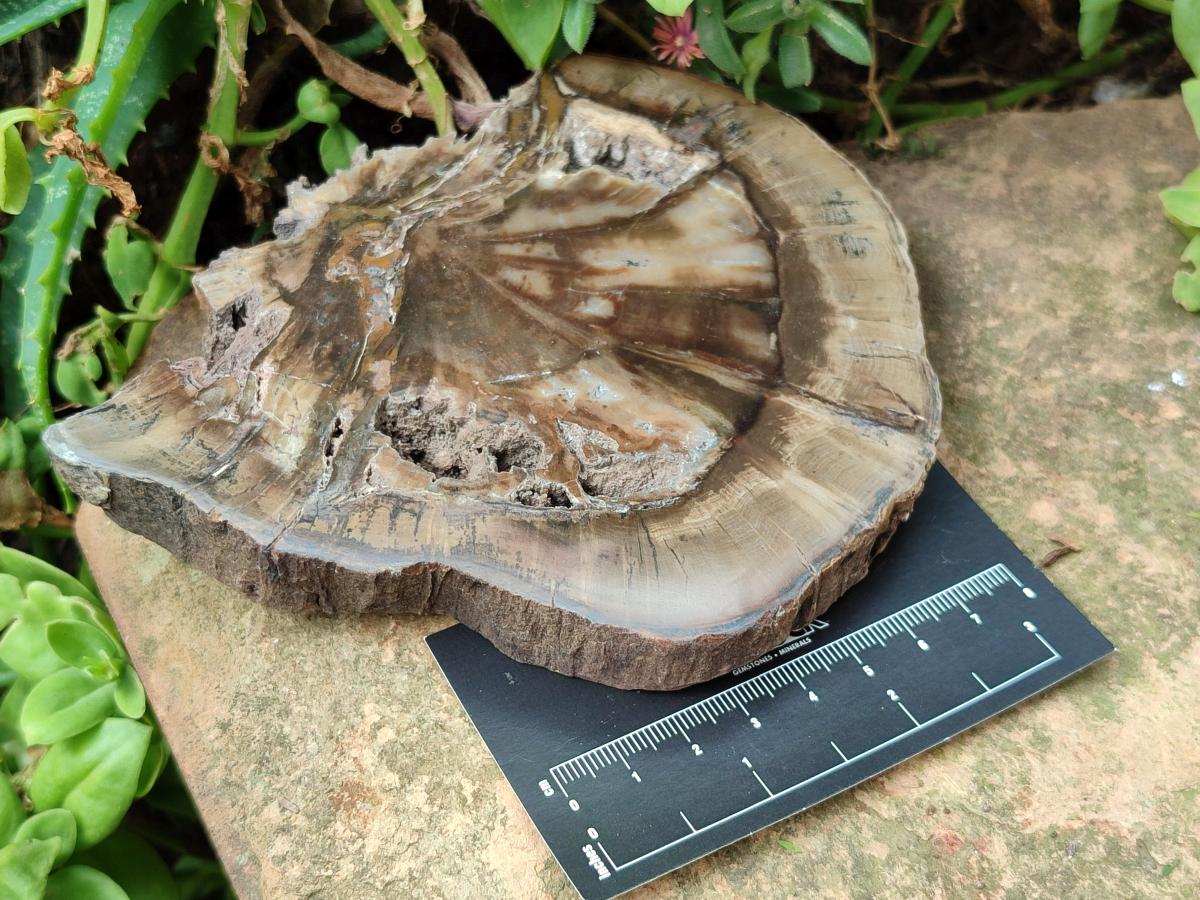 Polished Dadoxylon Petrified Wood Slices x 5 From Gokwe, Zimbabwe - Toprock Gemstones and Minerals 