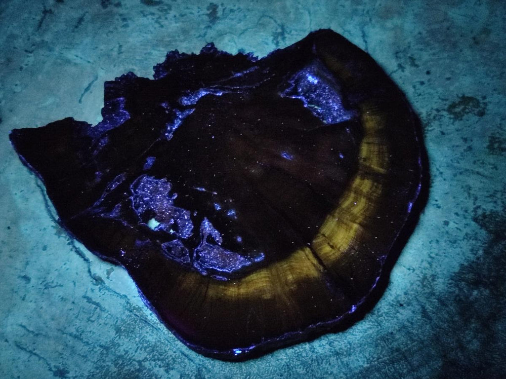 Polished Dadoxylon Petrified Wood Slices x 5 From Gokwe, Zimbabwe - Toprock Gemstones and Minerals 