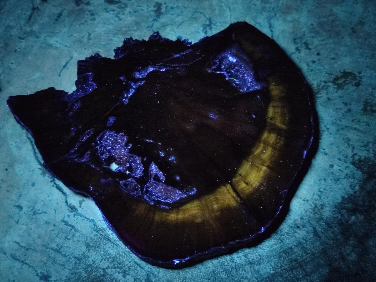 Polished Dadoxylon Petrified Wood Slices x 5 From Gokwe, Zimbabwe - Toprock Gemstones and Minerals 