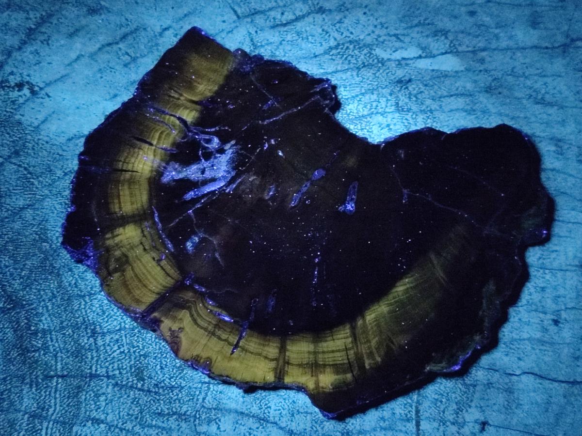Polished Dadoxylon Petrified Wood Slices x 5 From Gokwe, Zimbabwe - Toprock Gemstones and Minerals 