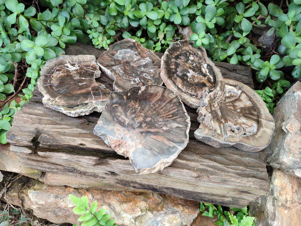 Polished Dadoxylon Petrified Wood Slices x 5 From Gokwe, Zimbabwe - Toprock Gemstones and Minerals 