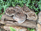 Polished Dadoxylon Petrified Wood Slices x 5 From Gokwe, Zimbabwe - Toprock Gemstones and Minerals 