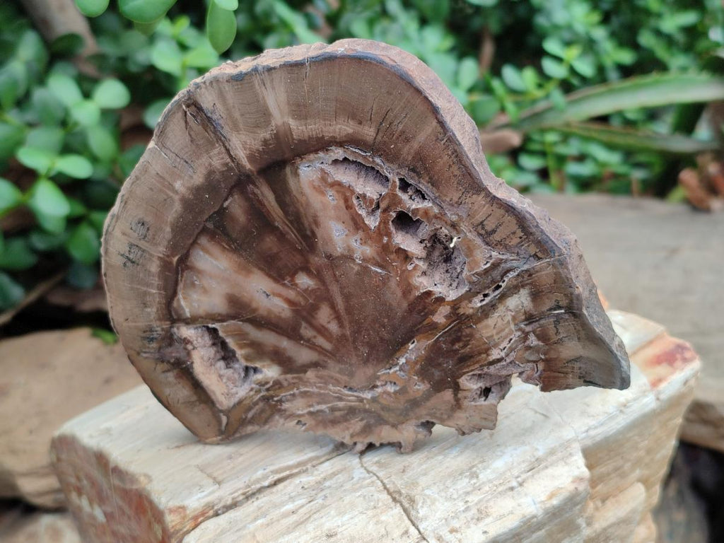 Polished Dadoxylon Petrified Wood Slices x 5 From Gokwe, Zimbabwe - Toprock Gemstones and Minerals 