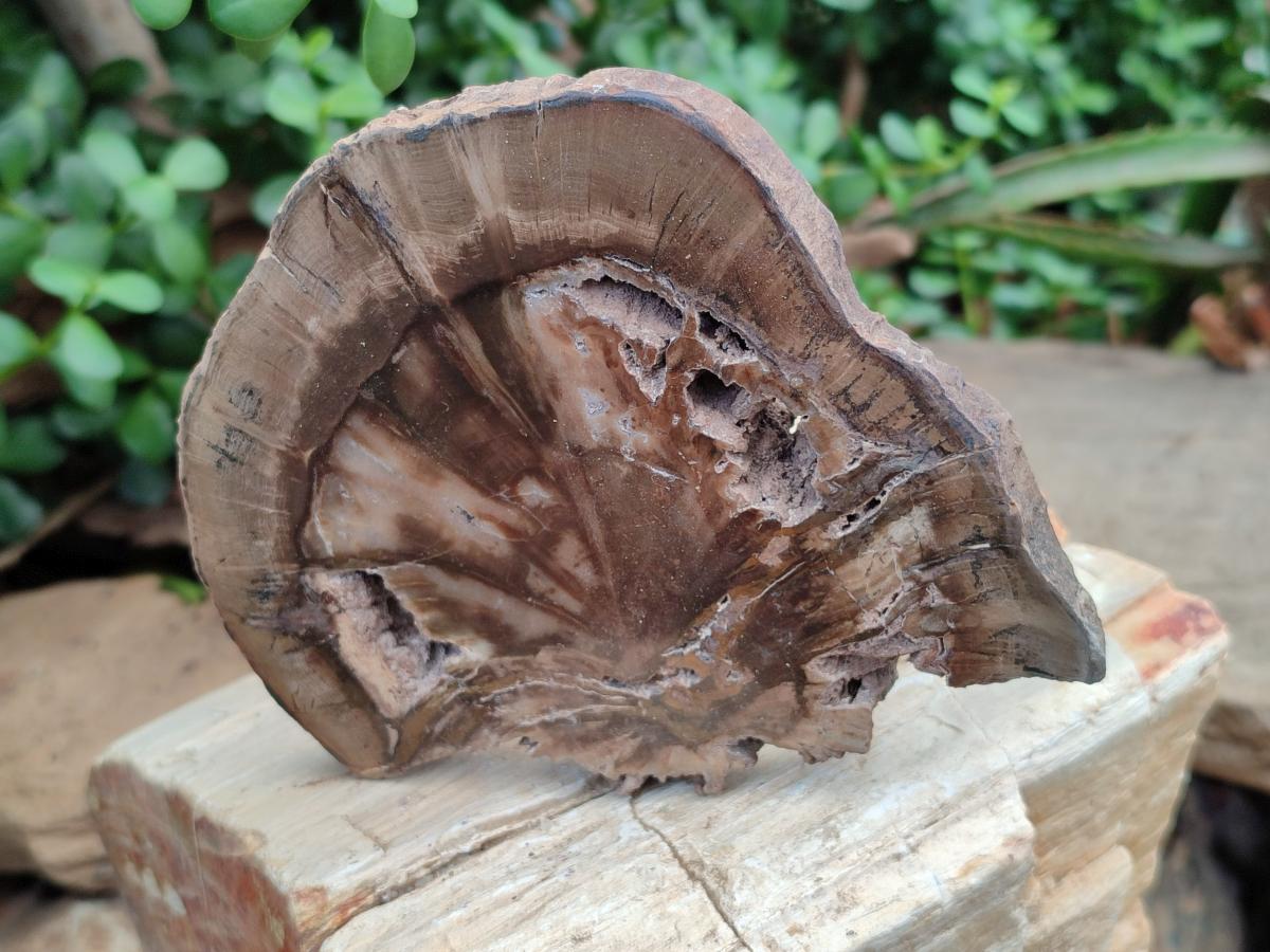 Polished Dadoxylon Petrified Wood Slices x 5 From Gokwe, Zimbabwe - Toprock Gemstones and Minerals 