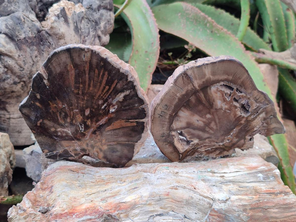 Polished Dadoxylon Petrified Wood Slices x 5 From Gokwe, Zimbabwe - Toprock Gemstones and Minerals 
