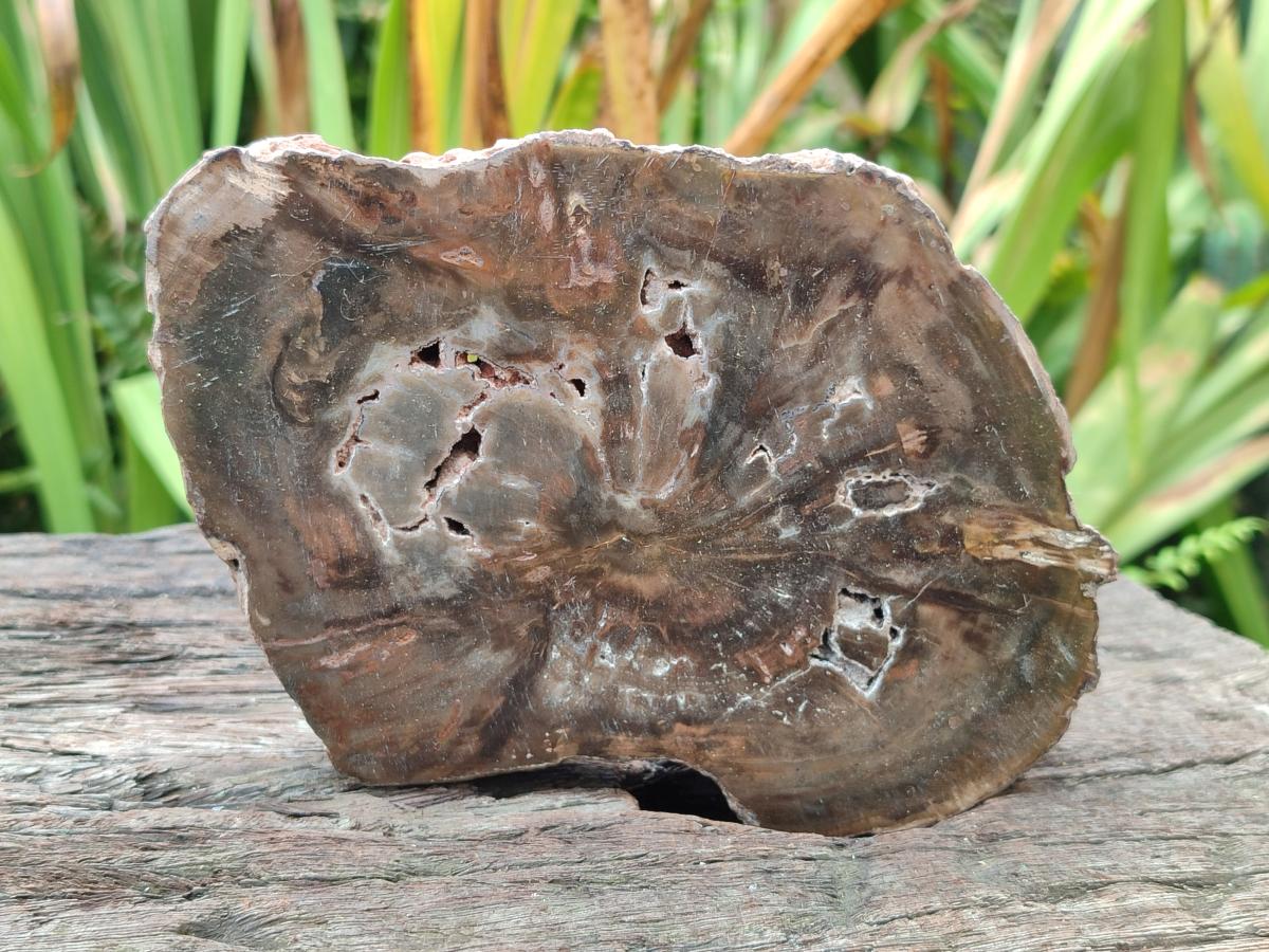 Polished Dadoxylon Petrified Wood Slices x 5 From Gokwe, Zimbabwe - Toprock Gemstones and Minerals 