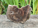 Polished Dadoxylon Petrified Wood Slices x 5 From Gokwe, Zimbabwe - Toprock Gemstones and Minerals 