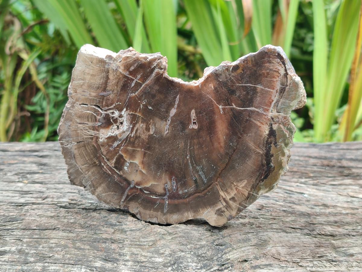 Polished Dadoxylon Petrified Wood Slices x 5 From Gokwe, Zimbabwe - Toprock Gemstones and Minerals 