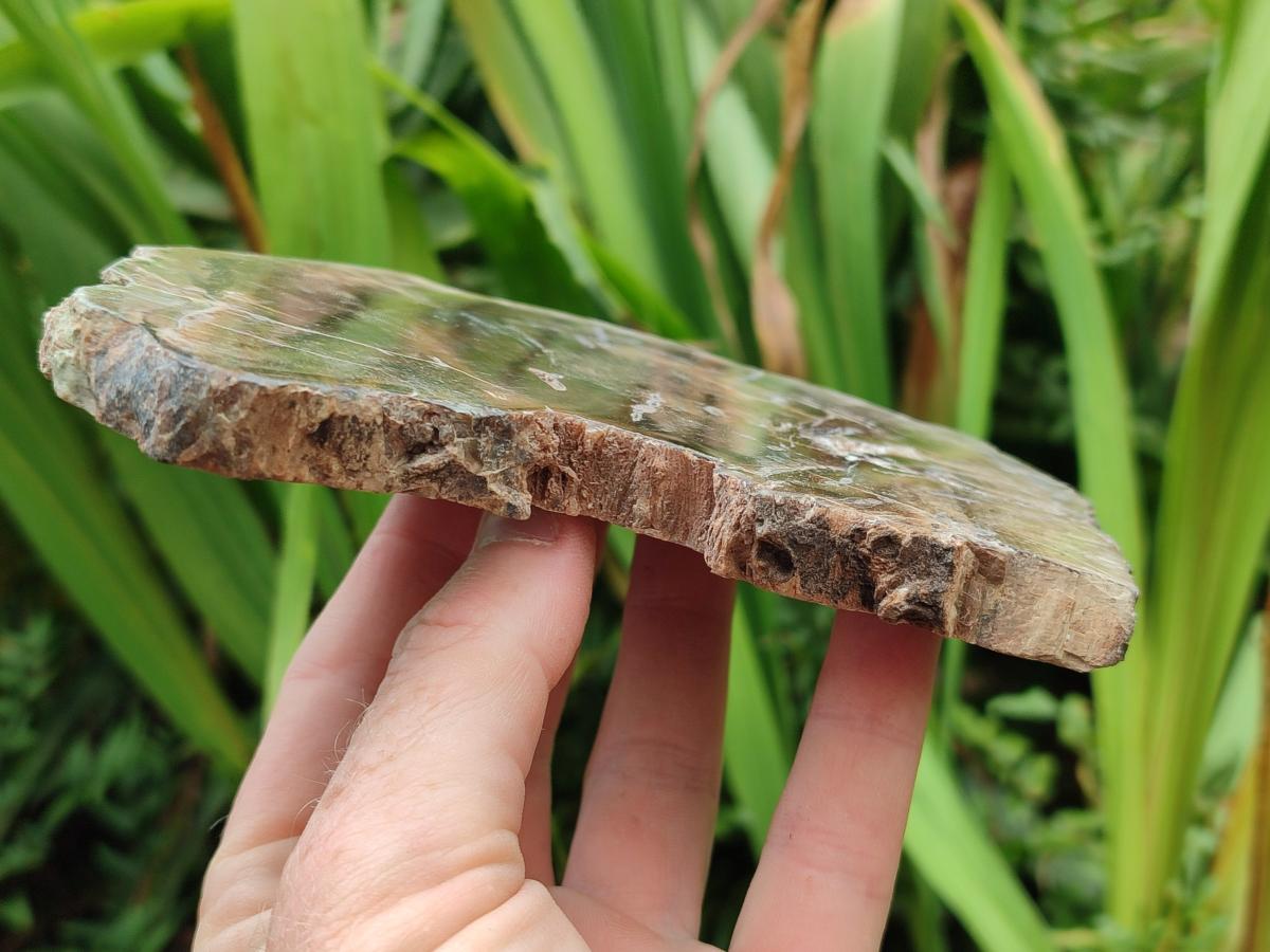 Polished Dadoxylon Petrified Wood Slices x 5 From Gokwe, Zimbabwe - Toprock Gemstones and Minerals 