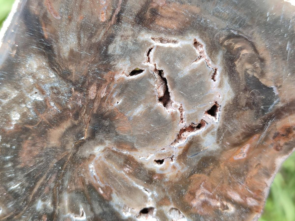 Polished Dadoxylon Petrified Wood Slices x 5 From Gokwe, Zimbabwe - Toprock Gemstones and Minerals 