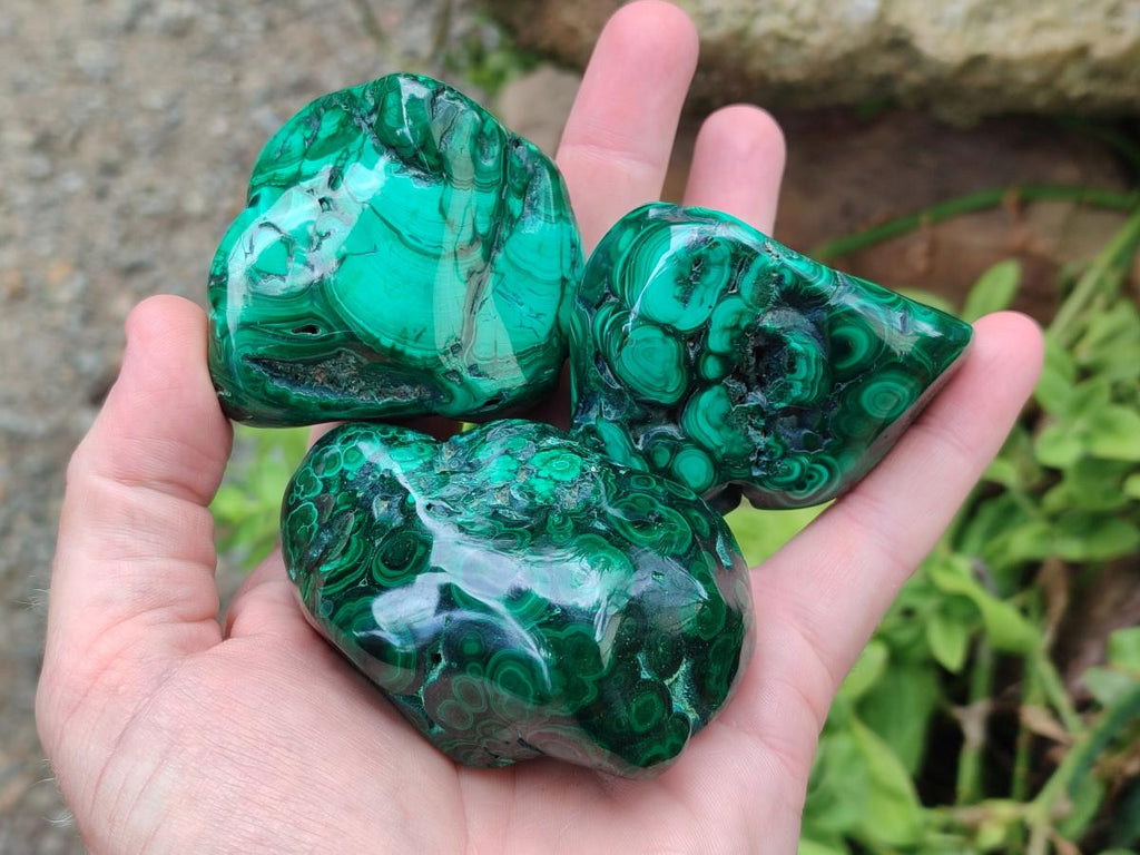 Polished Flower Banded Malachite Free Forms x 12 From Congo - Toprock Gemstones and Minerals 