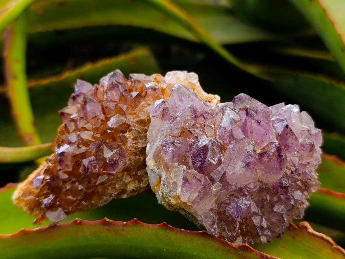 Natural Dark Purple Amethyst Quartz Crystal Plates x 12 From Boekenhouthoek, South Africa - Toprock Gemstones and Minerals 