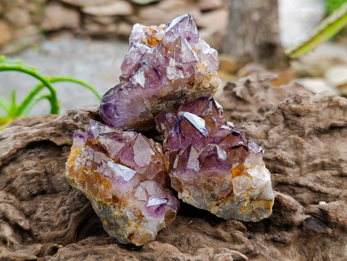 Natural Dark Purple Amethyst Quartz Crystal Plates x 12 From Boekenhouthoek, South Africa - Toprock Gemstones and Minerals 
