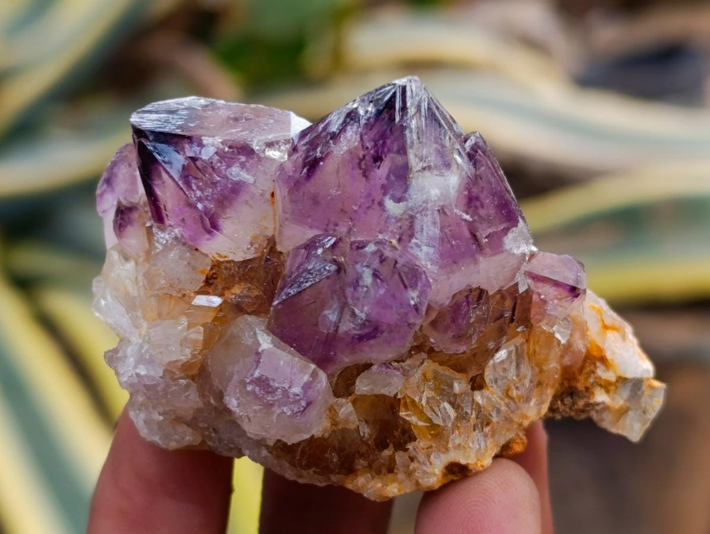 Natural Dark Purple Amethyst Quartz Crystal Plates x 12 From Boekenhouthoek, South Africa - Toprock Gemstones and Minerals 