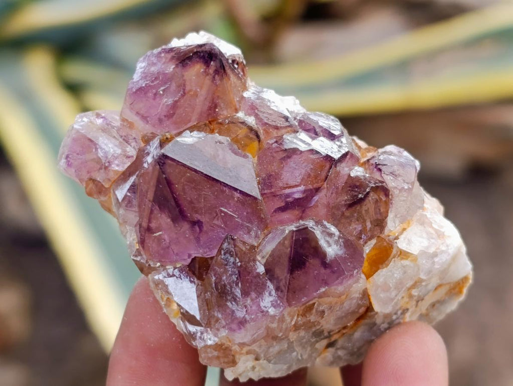 Natural Dark Purple Amethyst Quartz Crystal Plates x 12 From Boekenhouthoek, South Africa - Toprock Gemstones and Minerals 