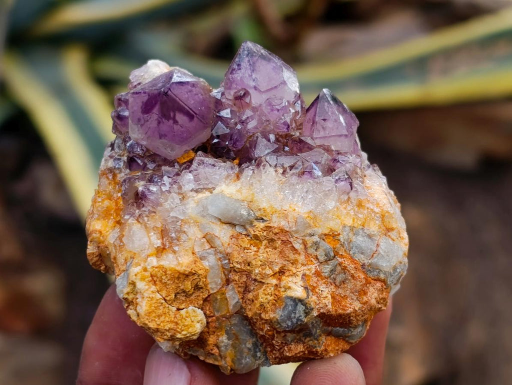 Natural Dark Purple Amethyst Quartz Crystal Plates x 12 From Boekenhouthoek, South Africa - Toprock Gemstones and Minerals 
