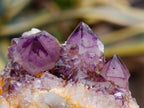 Natural Dark Purple Amethyst Quartz Crystal Plates x 12 From Boekenhouthoek, South Africa - Toprock Gemstones and Minerals 