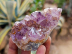 Natural Dark Purple Amethyst Quartz Crystal Plates x 12 From Boekenhouthoek, South Africa - Toprock Gemstones and Minerals 