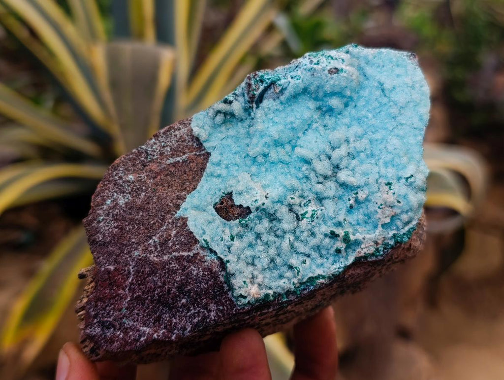 Natural Drusy Coated Chrysocolla After Azurite and Malachite Pseudomorphs x 4 From Lupoto Mine, Congo - Toprock Gemstones and Minerals 