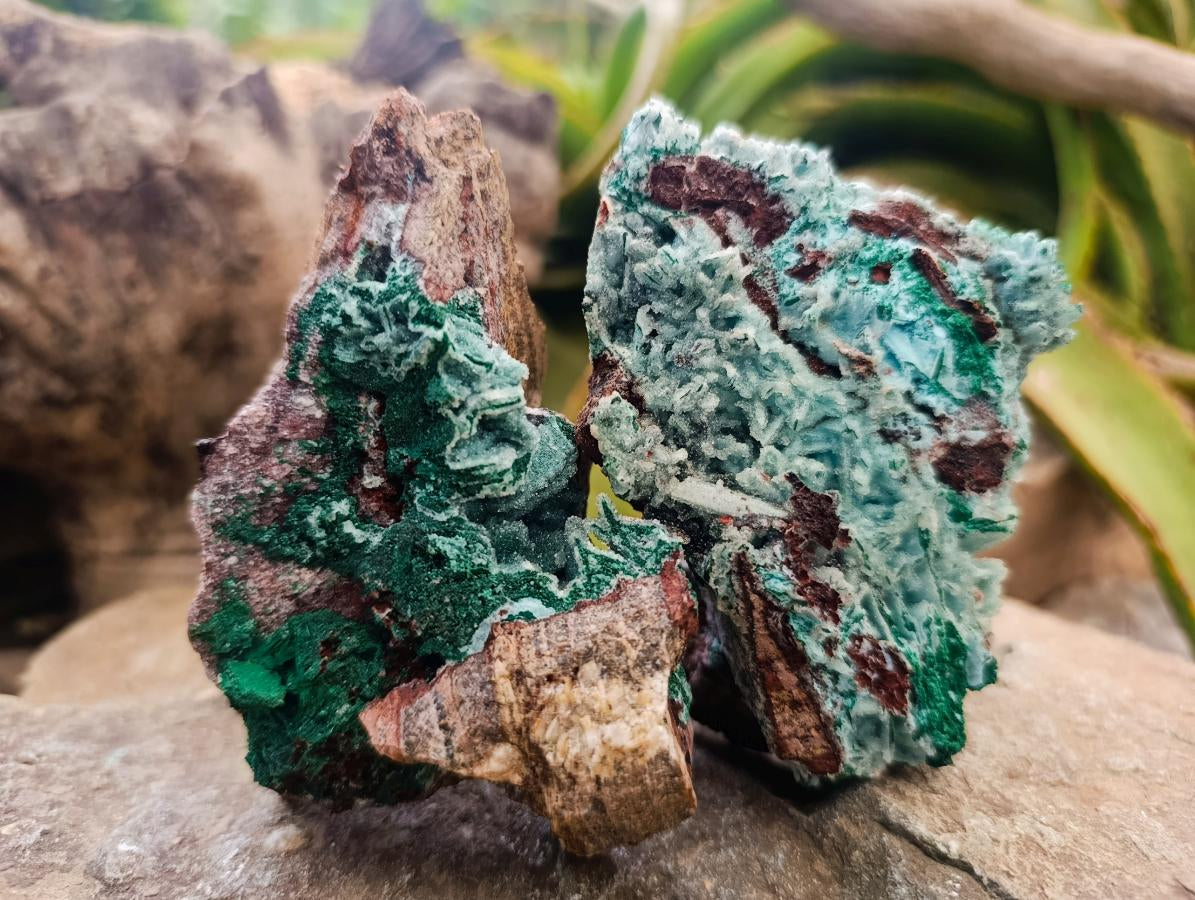 Natural Drusy Coated Chrysocolla After Azurite and Malachite Pseudomorphs x 4 From Lupoto Mine, Congo - Toprock Gemstones and Minerals 
