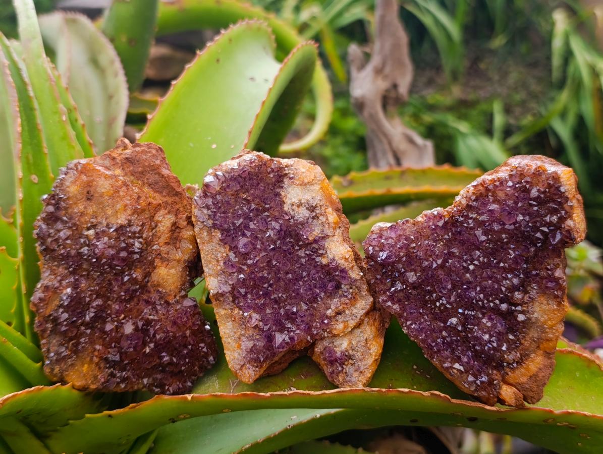 Natural Dark Purple Amethyst Quartz Crystal Plates x 12 From Boekenhouthoek, South Africa - Toprock Gemstones and Minerals 